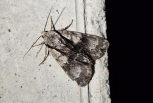 Click to view this image in a large viewer