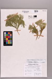 Click to view this image in a large viewer