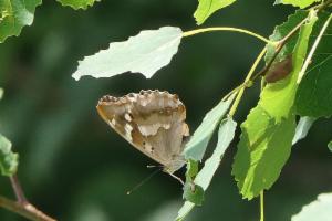 Click to view this image in a large viewer