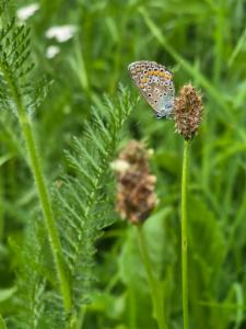 Click to view this image in a large viewer