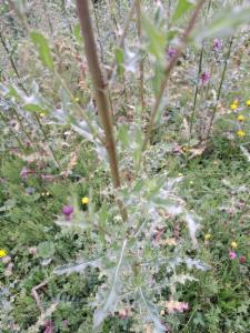 Click to view this image in a large viewer