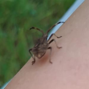 Click to view this image in a large viewer