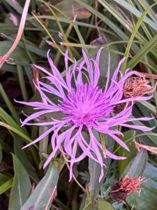 Click to view this image in a large viewer