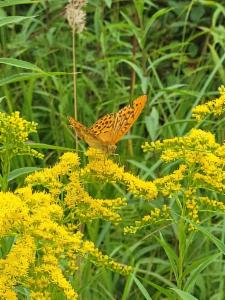 Click to view this image in a large viewer