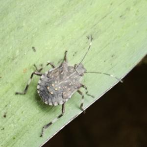 Click to view this image in a large viewer