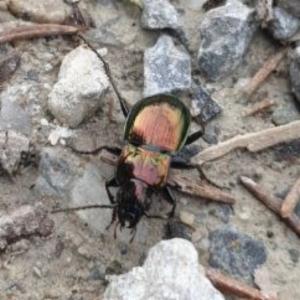 Click to view this image in a large viewer