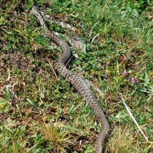 Click to view this image in a large viewer