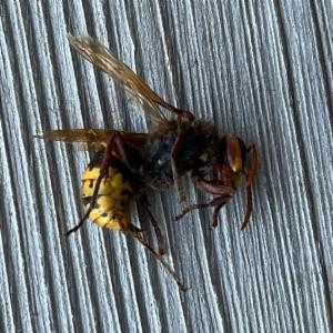 Click to view this image in a large viewer