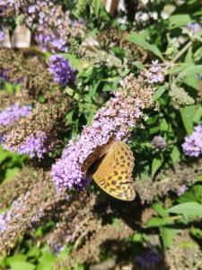 Click to view this image in a large viewer