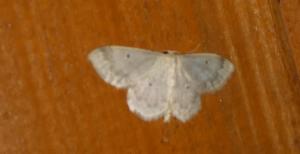 Click to view this image in a large viewer