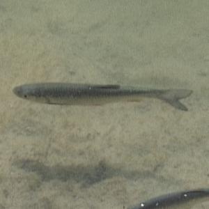 Click to view this image in a large viewer