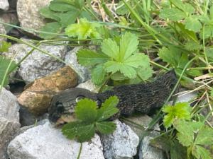 Click to view this image in a large viewer