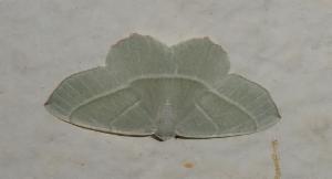 Click to view this image in a large viewer