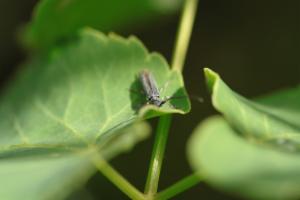 Click to view this image in a large viewer