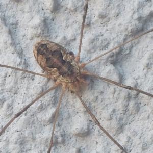 Click to view this image in a large viewer