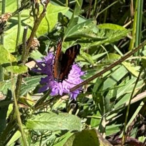 Click to view this image in a large viewer