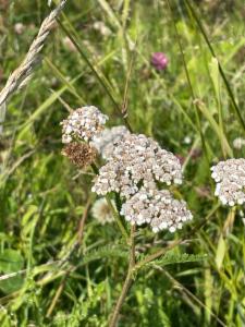 Click to view this image in a large viewer