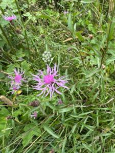 Click to view this image in a large viewer