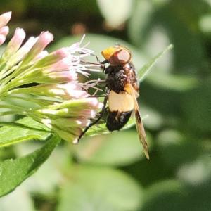 Click to view this image in a large viewer