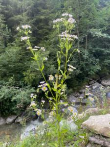 Click to view this image in a large viewer