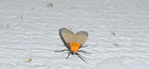 Click to view this image in a large viewer