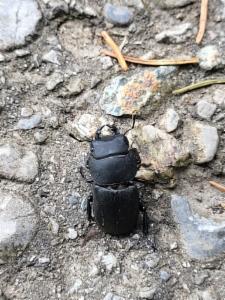 Click to view this image in a large viewer