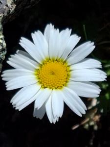 Click to view this image in a large viewer