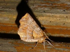 Click to view this image in a large viewer