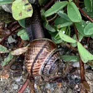 Click to view this image in a large viewer