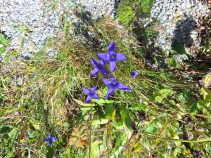 Click to view this image in a large viewer