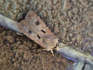 Click to view this image in a large viewer