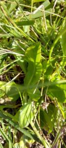 Click to view this image in a large viewer