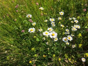 Click to view this image in a large viewer