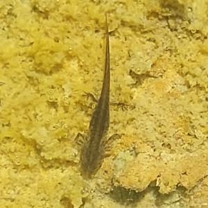 Click to view this image in a large viewer