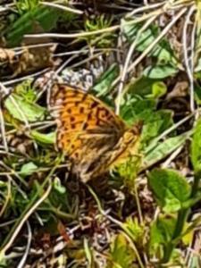 Click to view this image in a large viewer