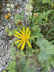 Click to view this image in a large viewer