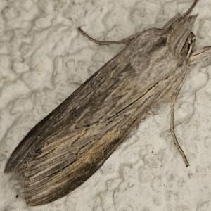 Click to view this image in a large viewer