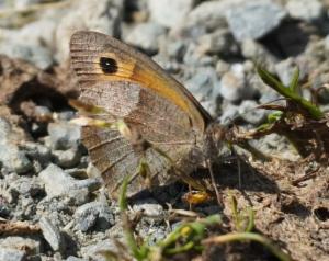 Click to view this image in a large viewer