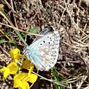 Click to view this image in a large viewer