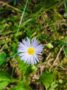 Click to view this image in a large viewer