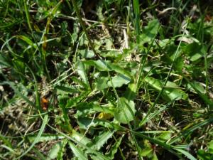 Click to view this image in a large viewer