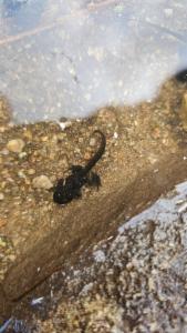 Click to view this image in a large viewer