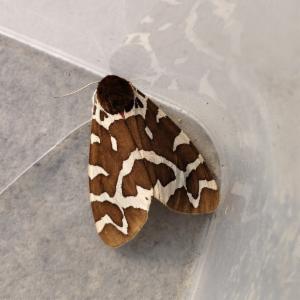 Click to view this image in a large viewer