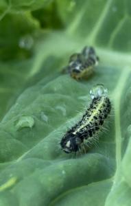 Click to view this image in a large viewer