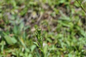 Click to view this image in a large viewer