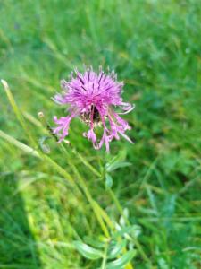 Click to view this image in a large viewer