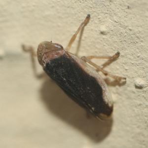 Click to view this image in a large viewer