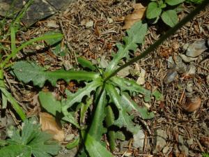 Click to view this image in a large viewer