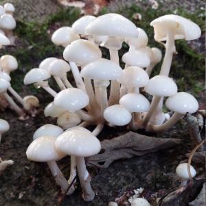 Click to view this image in a large viewer