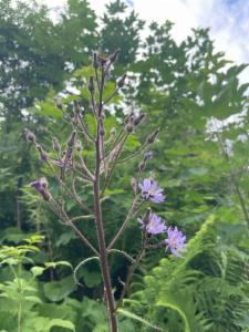 Click to view this image in a large viewer